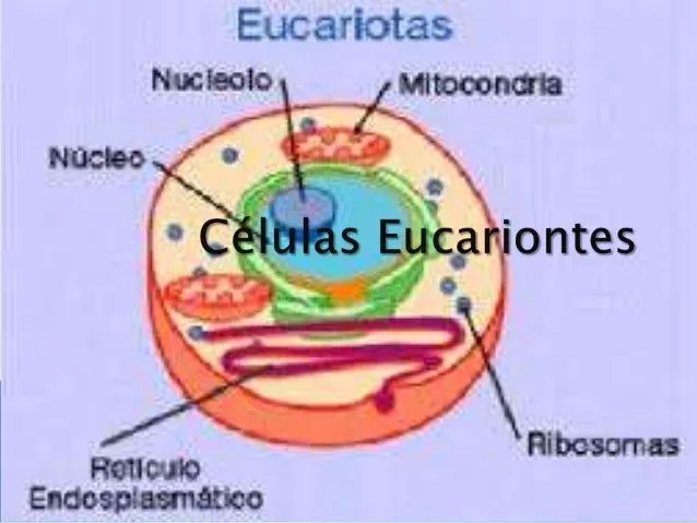 clulas-eucariontes-1-638.jpg? ...