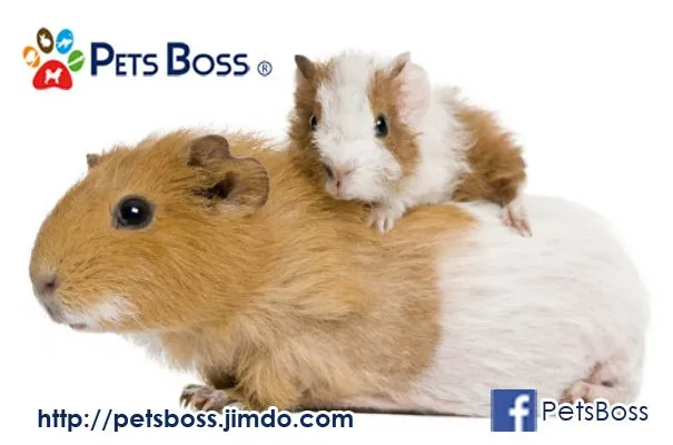 cobayas | Blog, Mascotas, Pets Boss