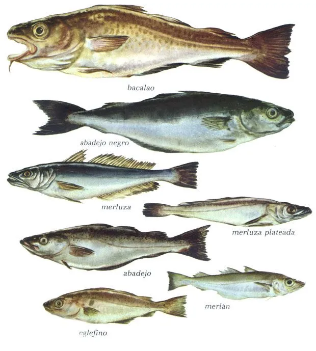 cocina creativa 8AT: Tipos de pescados
