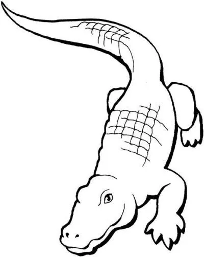 Dibujo de Cocodrilo. Dibujo para colorear de Cocodrilo. Dibujos ... Dibujo de Cocodrilo. Dibujo para colorear de Cocodrilo. Dibujos ...