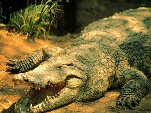 Cocodrilo | Wikifaunia, tu enciclopedia de animales Cocodrilo | Wikifaunia, tu enciclopedia de animales