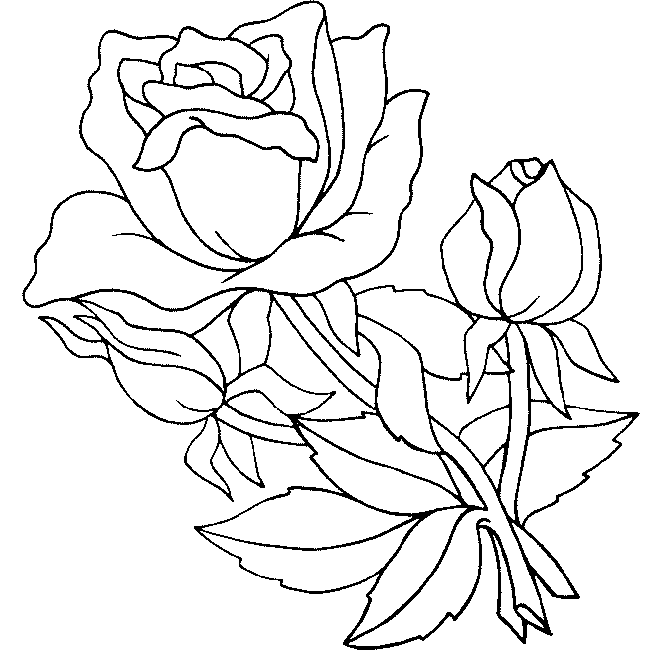 Rosas dibujos pintados - Imagui