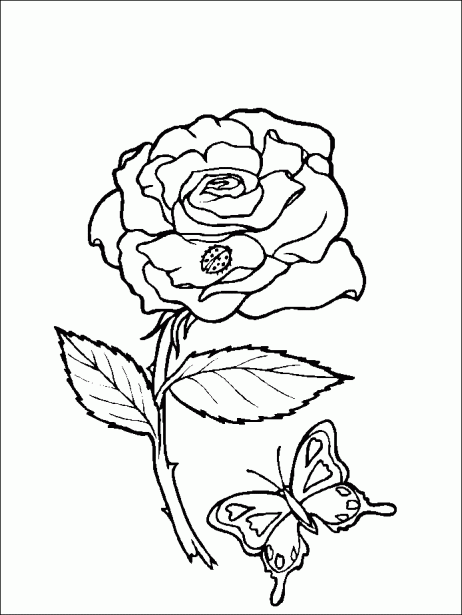 Mi colección de dibujos: ♥ Rosas para pintar