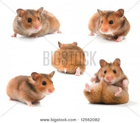 Colección de Hamsters Graciosos Fotos stock e Imágenes stock ...