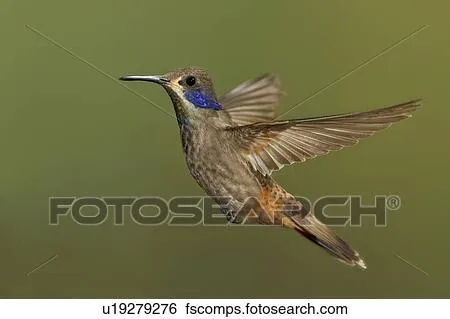 Colección de imágenes - marrón, Violetear, colibrí, (Colibri ...