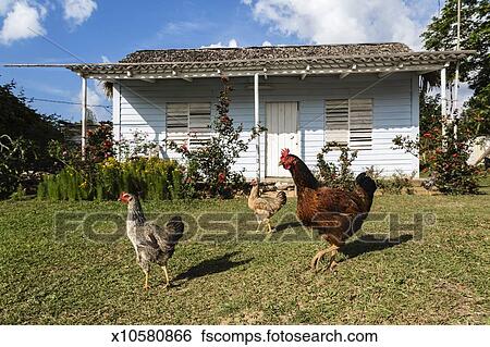 Colección de imágenes - pollos, delante de, caribe, hogar ...