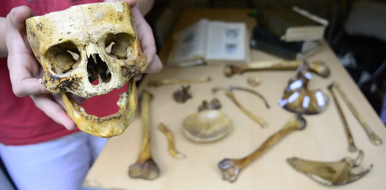 Coleccionistas de huesos: los estudiantes y la complicada misión de armar  el esqueleto