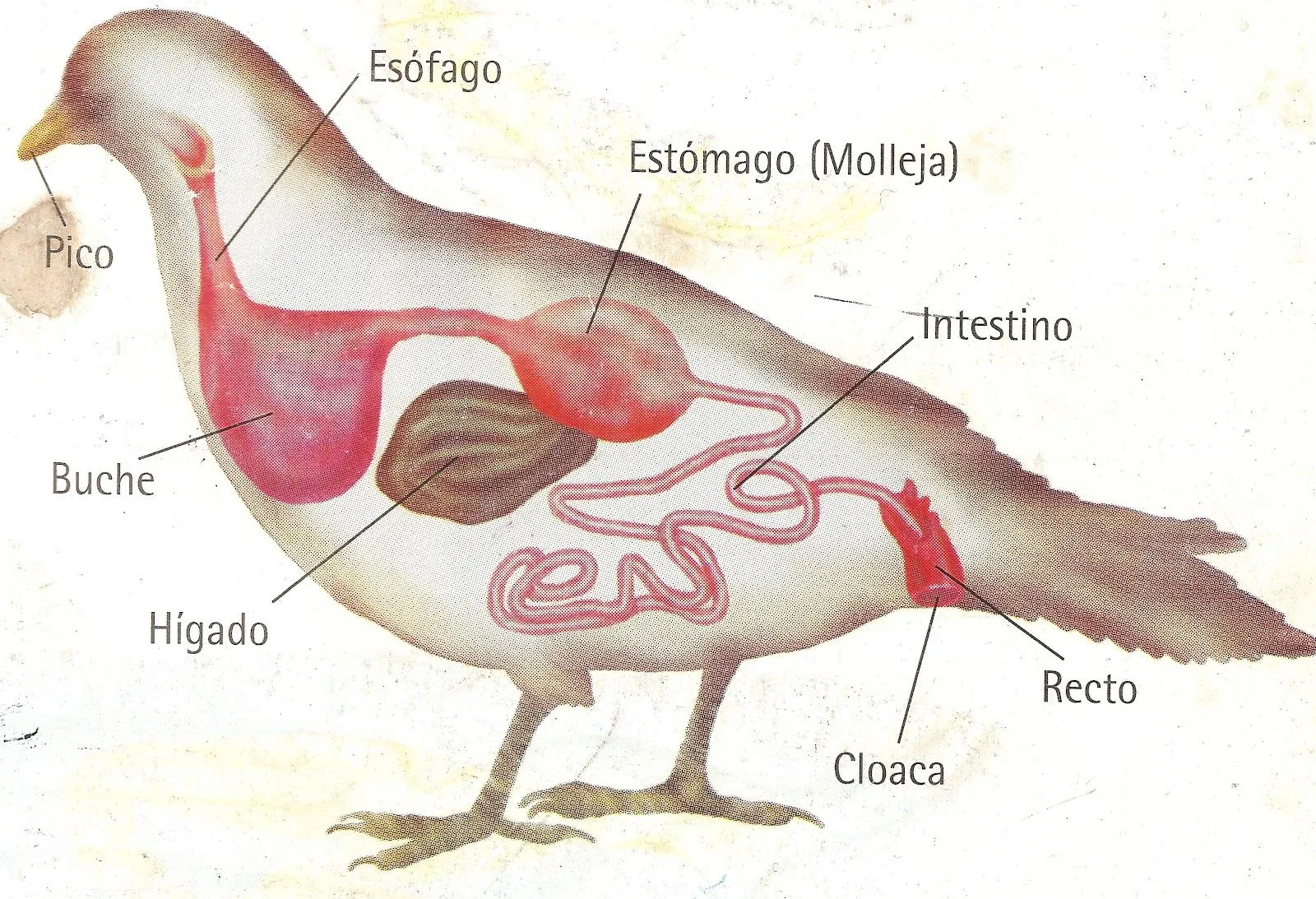 COLEGIO BRASILIA BOSA BIOLOGIA SEXTO: SISTEMAS DIGESTIVOS DE LOS ...