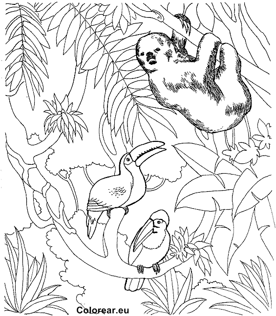 Animales de selva para dibujar - Imagui