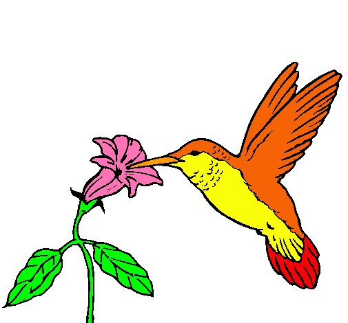 El colibri paRA DIBUJAR Y PINTAR - Imagui