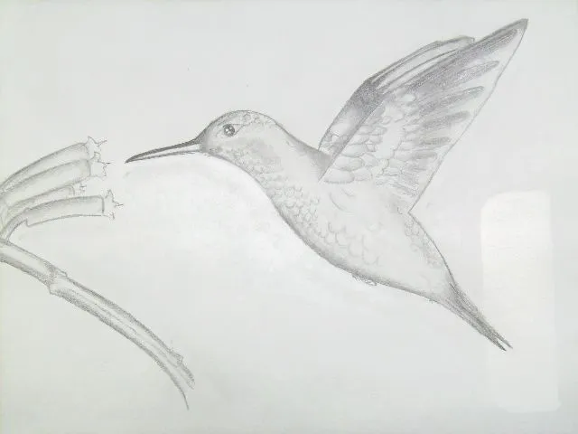 Dibujos de colibris a lapiz - Imagui