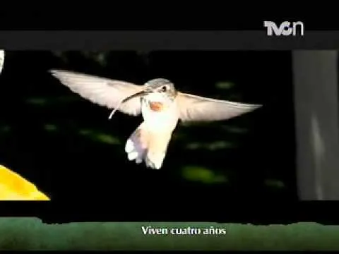 El colibrí: una especie que vive poco tiempo - YouTube