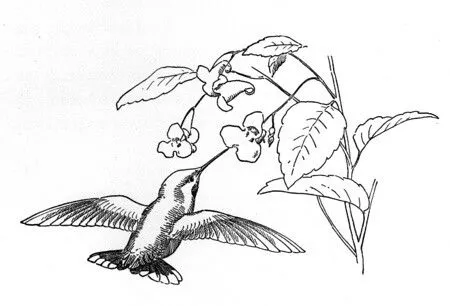 colibri-oliendo-las-flores-dibujos-para-colorear | Flickr - Photo ...