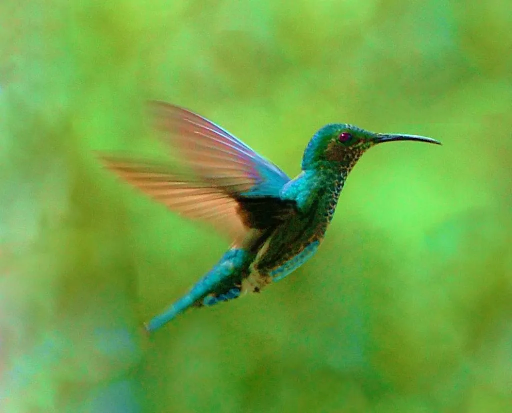 Colibri en vuelo Nessim Bassan M. - Artelista.