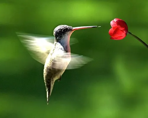 Todo sobre los colibríes - Toda la información | El BatiBlog ...
