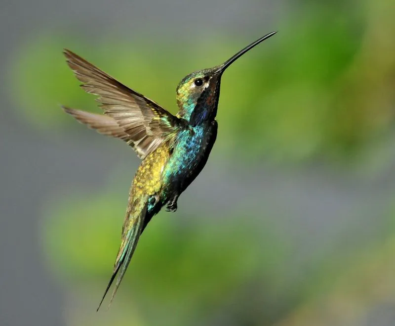 C - Colibris - Album photos - Oiseaux d'Argentine C - Colibris - Album photos - Oiseaux d'Argentine
