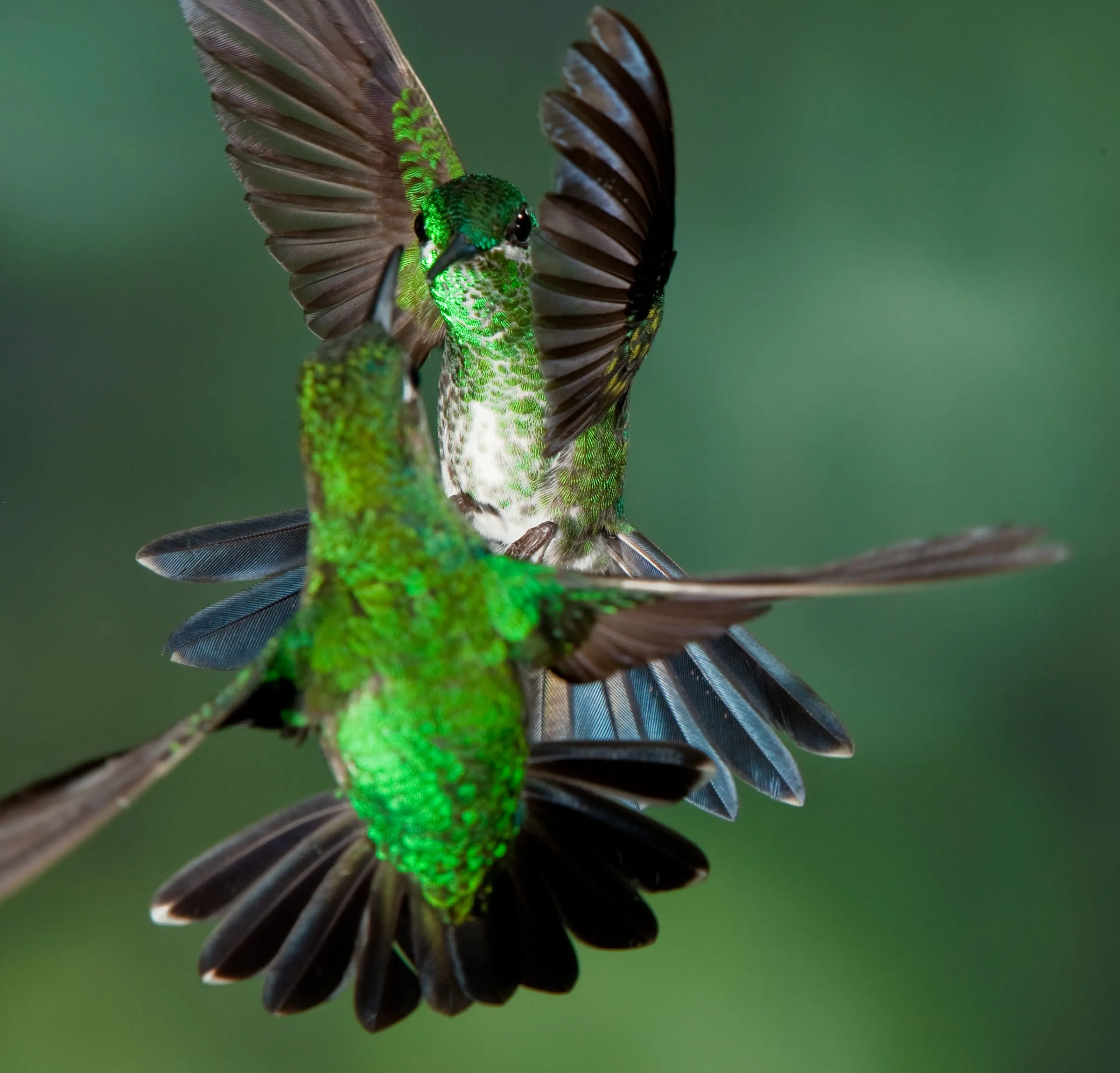 Colibris con Greg. Hummingbirds with Greg. - MQC Photo - MQC Photo