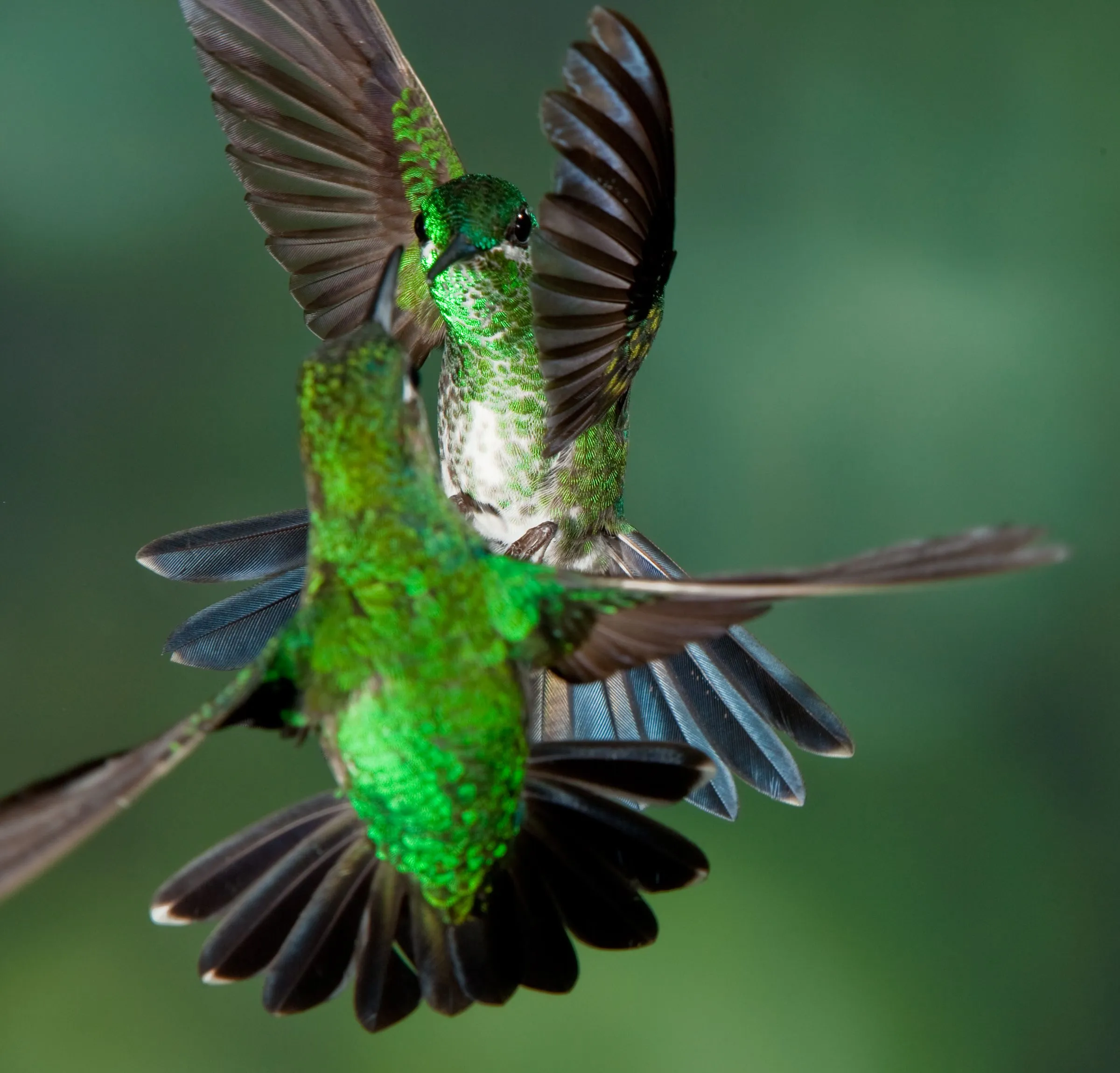 Colibris con Greg. Hummingbirds with Greg. - MQC Photo - MQC Photo Colibris con Greg. Hummingbirds with Greg. - MQC Photo - MQC Photo