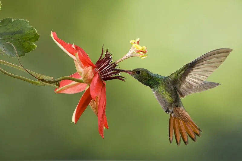 Colibrís! Hummingbirds! - MQC Photo - MQC Photo