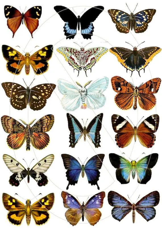 Collage digital hoja mariposa vintage imágenes por KalaSupplies