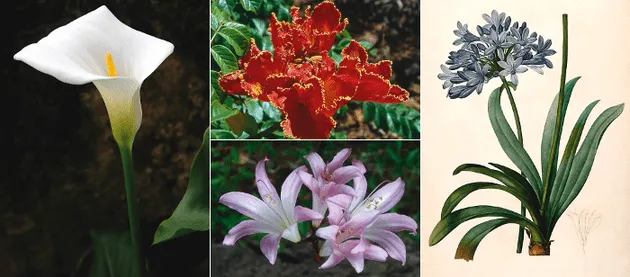 Plantas ornamentales con sus nombres lamina - Imagui