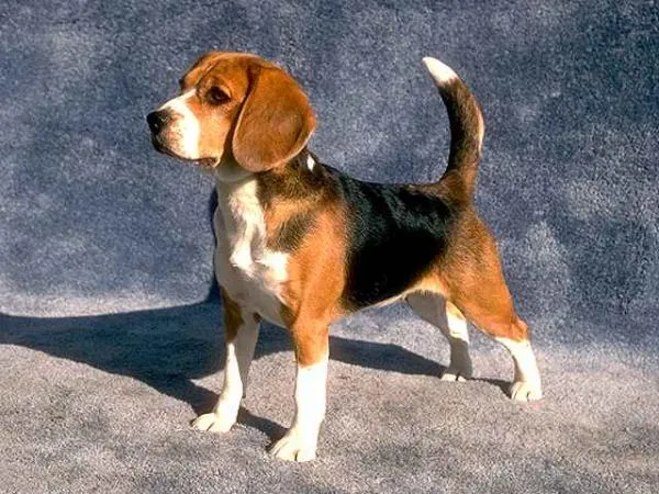 Color Beagle - (Beagle) | Perros.com