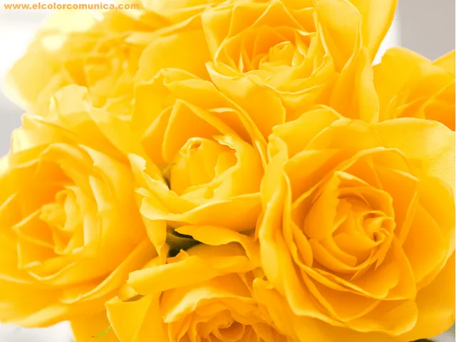 EL COLOR COMUNICA: Significado de las rosas amarillas @ElColorComunica