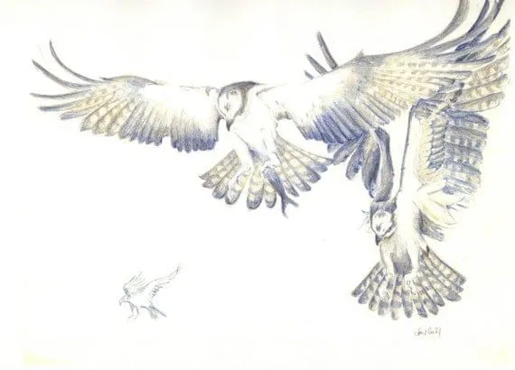 Color original dibujo lápiz Ave aves águila pescadora por Sketchery