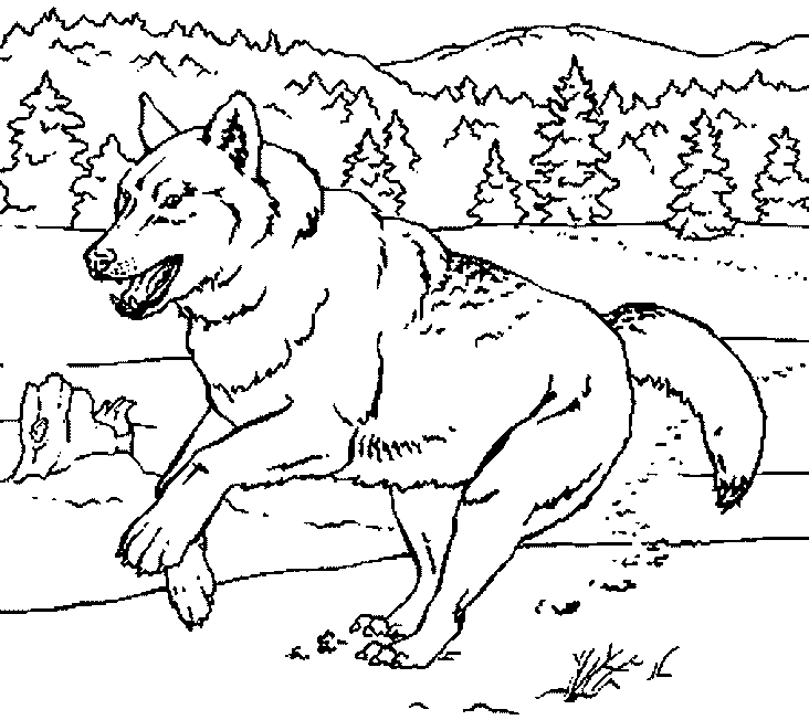 Lobo corriendo para colorear y pintar - Dibujo Views