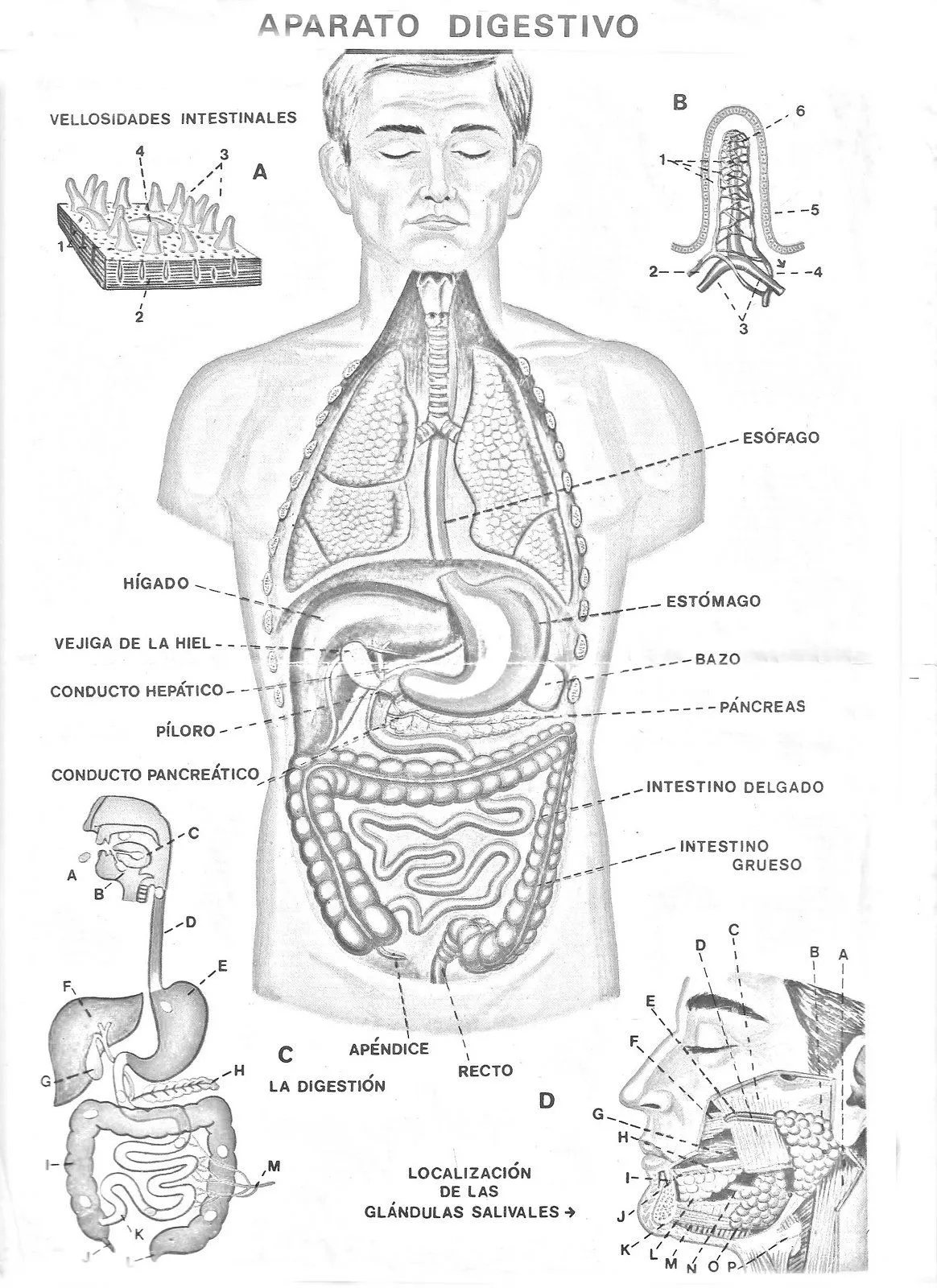 COLOREA TUS DIBUJOS: Aparato Digestivo para colorear