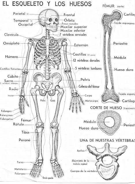 COLOREA TUS DIBUJOS: Esqueleto y huesos para colorear COLOREA TUS DIBUJOS: Esqueleto y huesos para colorear
