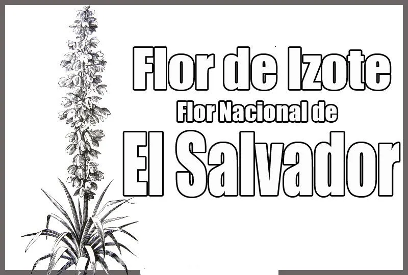 Dibujo Views: Dibujo de la Flor Nacional de El Salvador para colorear