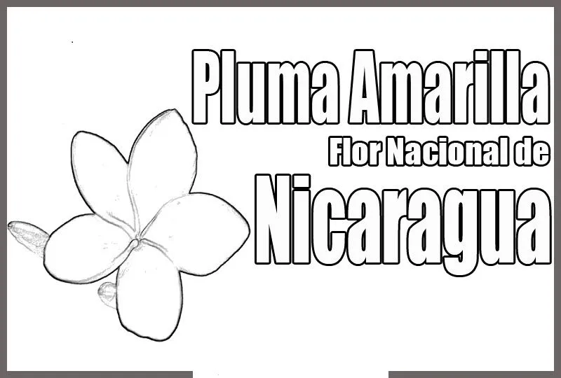 COLOREA TUS DIBUJOS: Flor Nacional