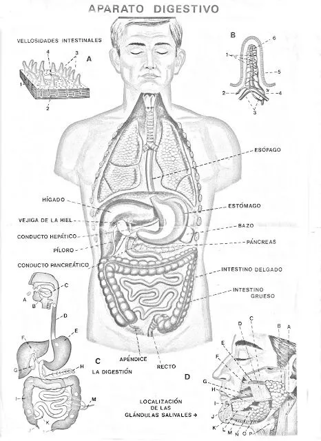 Dibujos del aparato digestivo con nombres - Imagui
