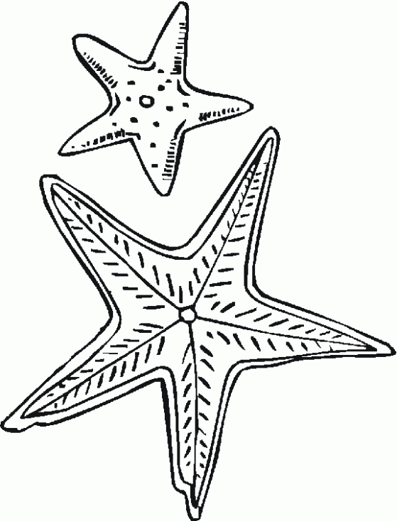 COLOREA TUS DIBUJOS: Dibujo de Estrella de mar para Colorear