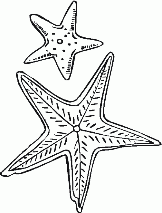 COLOREA TUS DIBUJOS: Dibujo de Estrella de mar para Colorear COLOREA TUS DIBUJOS: Dibujo de Estrella de mar para Colorear