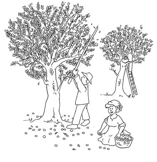 COLOREA TUS DIBUJOS: Personas recolectado ramas de Olivo para colorear