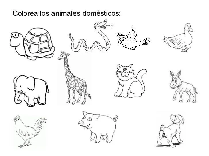 Animales salvajes y domesticos para dibujar - Imagui
