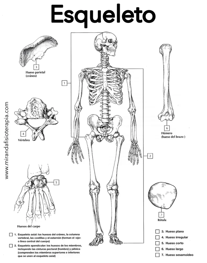 Para colorear del Esqueleto | Anatomía del esqueleto humano, Dibujo del  esqueleto humano, Anatomía del esqueleto