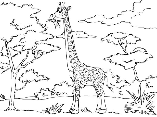 Animales de selva para dibujar - Imagui