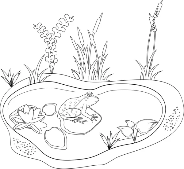 Colorear con una rana y un estanque — Vector stock © mariaflaya ...