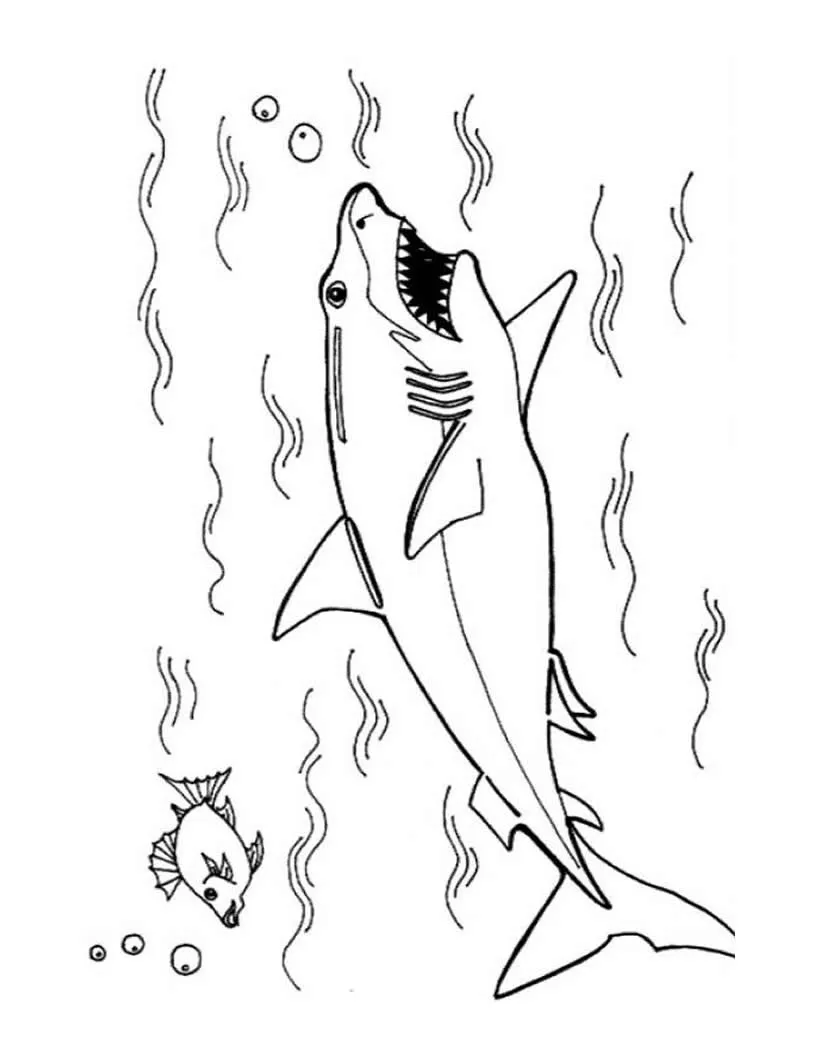 Dibujos para colorear tiburon blanco - es.hellokids.com