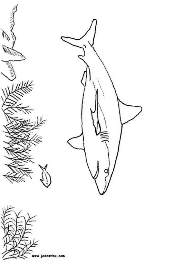 Colorear TIBURONES, Tiburón Limón para imprimir Colorear TIBURONES, Tiburón Limón para imprimir