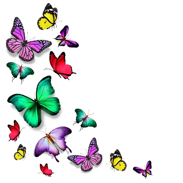 Muchos colores diferentes mariposas volando — Foto stock ...