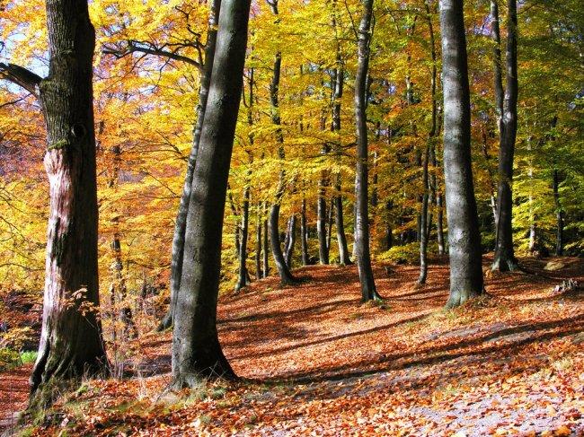 Dónde ver los colores del otoño en España