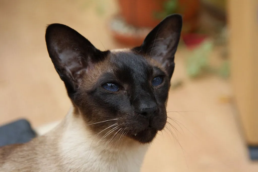 colores de siameses | Cuidar de tu gato es facilisimo. colores de siameses | Cuidar de tu gato es facilisimo.