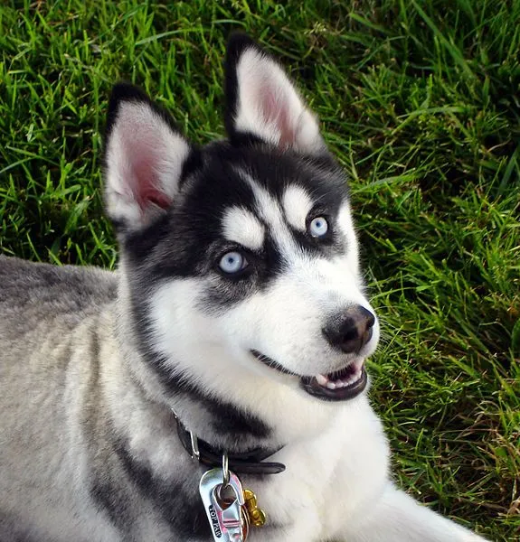 colores del siberian husky - (Siberian Husky) | Perros.com