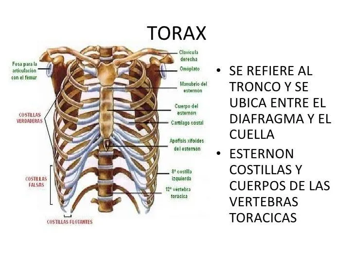 columna-vertebral-torax- ...