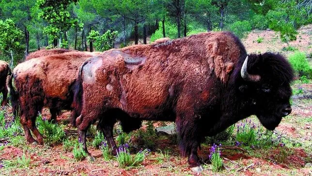 La comarca de Juarros proyecta una reserva de bisontes y caballos ...