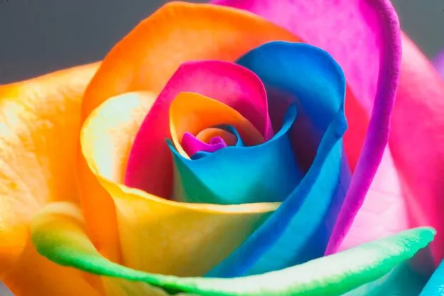 Come creare una rosa arcobaleno - Giornalettismo